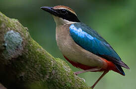 Fairy Pitta