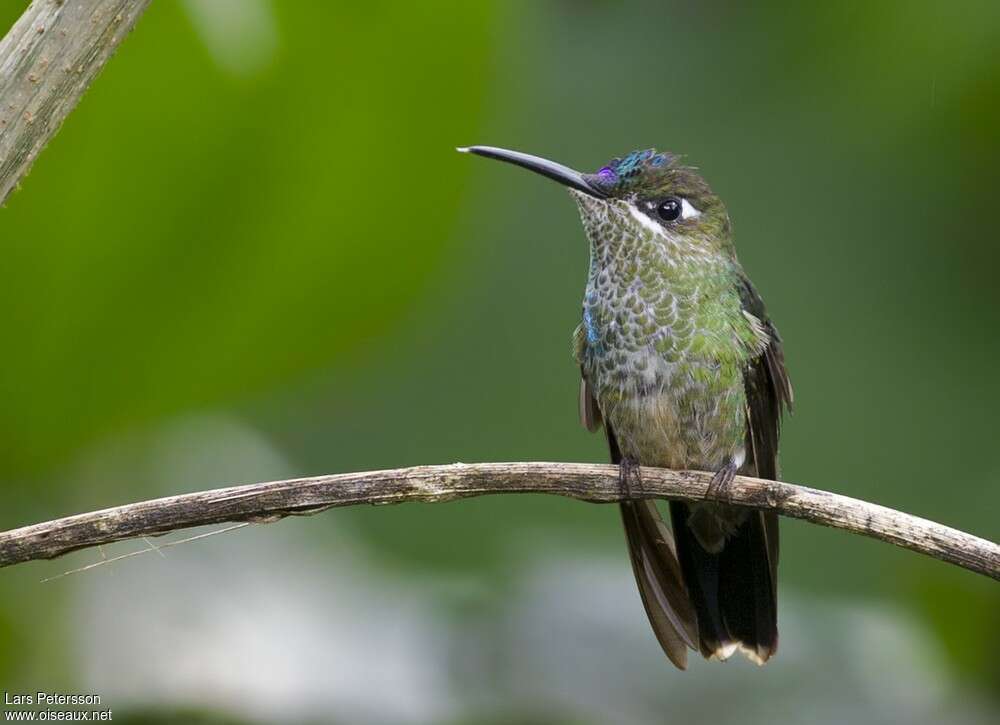 Violet-fronted Brilliant male immature, close-up portrait, moulting