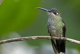 Violet-fronted Brilliant