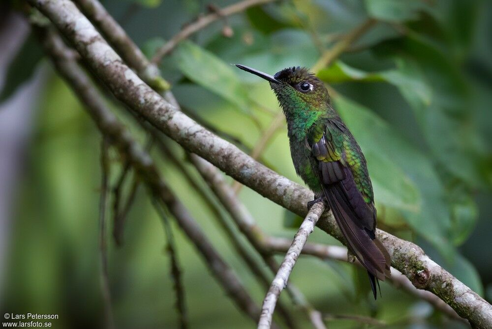 Violet-fronted Brilliant