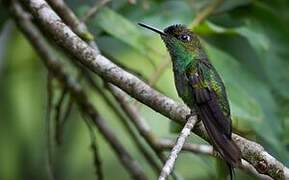 Violet-fronted Brilliant