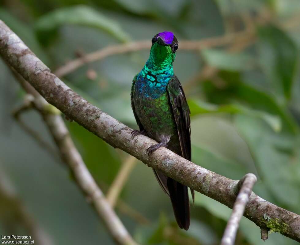 Violet-fronted Brilliant male adult, close-up portrait, pigmentation