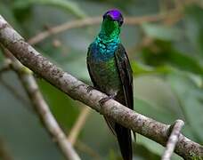 Violet-fronted Brilliant