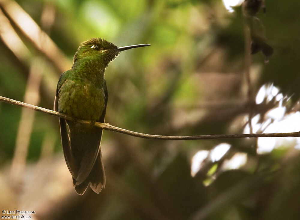 Violet-fronted Brilliant