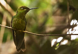 Violet-fronted Brilliant