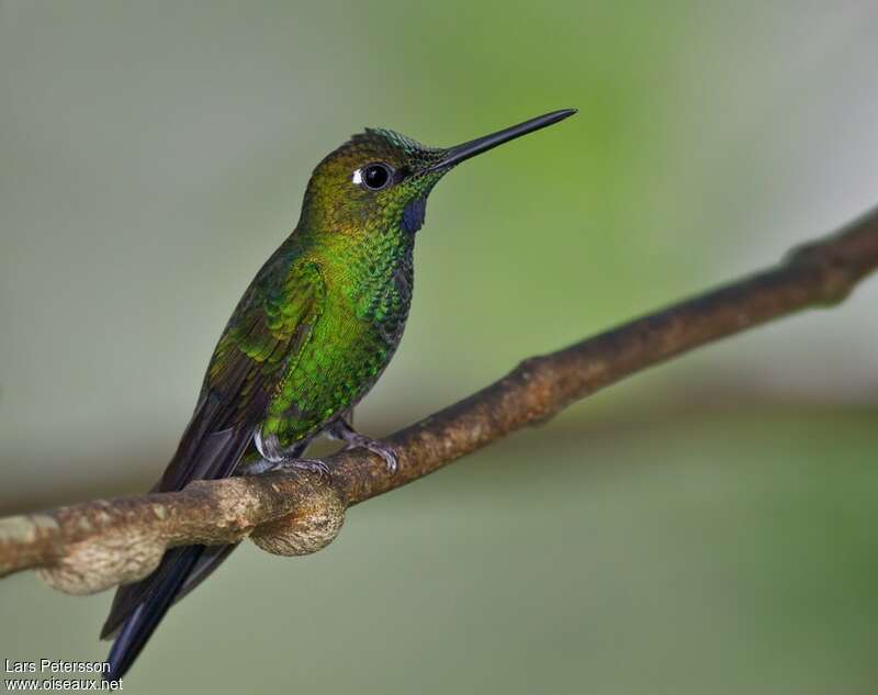 Green-crowned Brilliant male adult, identification