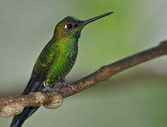 Green-crowned Brilliant