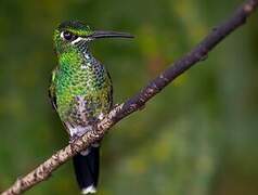 Green-crowned Brilliant