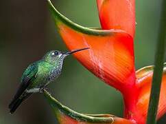 Green-crowned Brilliant