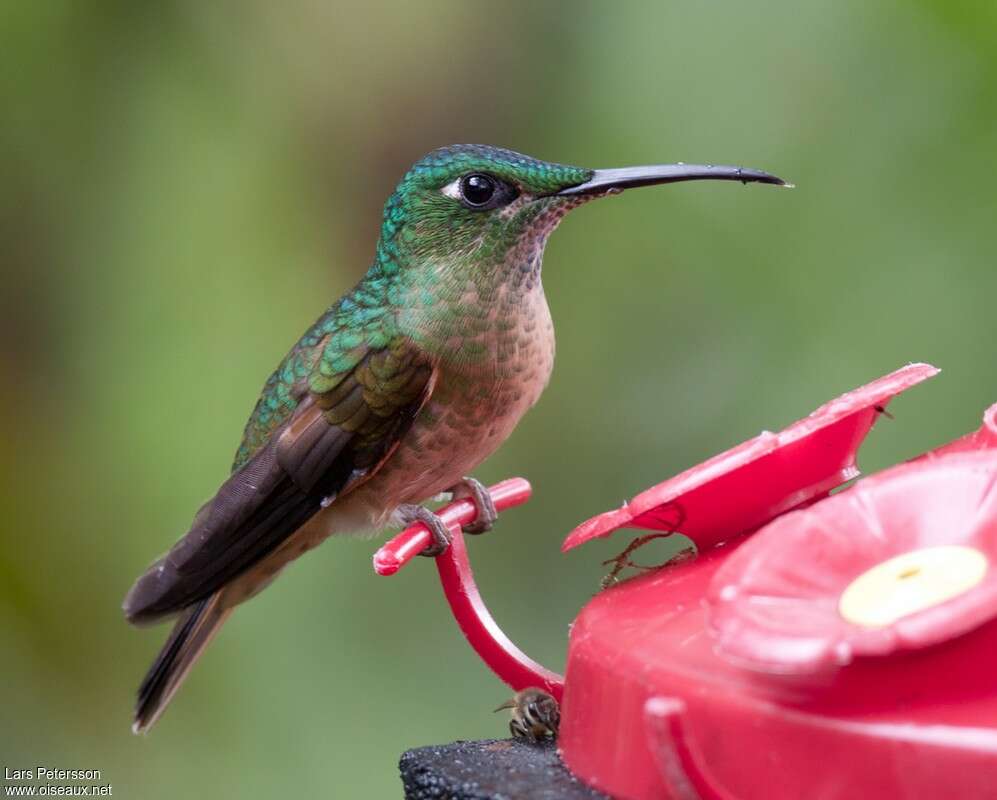 Fawn-breasted Brilliant female adult, identification