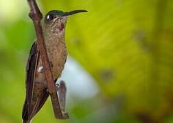 Fawn-breasted Brilliant