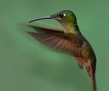 Fawn-breasted Brilliant