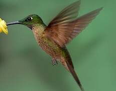 Fawn-breasted Brilliant