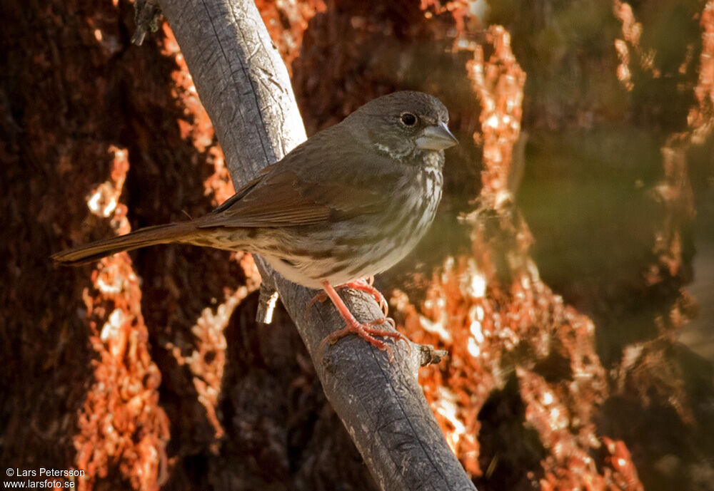 Thick-billed Fox Sparrow