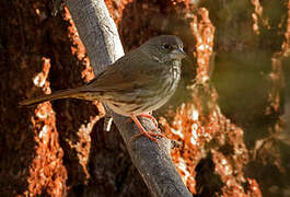 Thick-billed Fox Sparrow