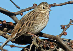 Pine Bunting