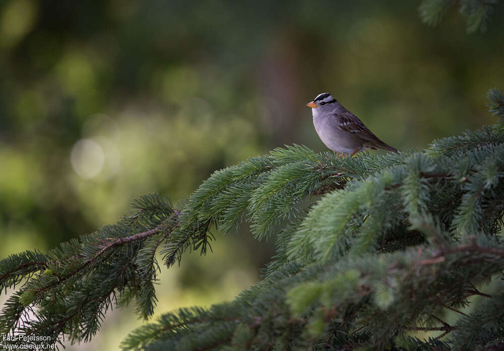 White-crowned Sparrowadult, habitat