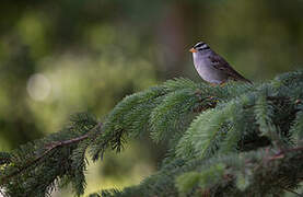 Bruant à couronne blanche