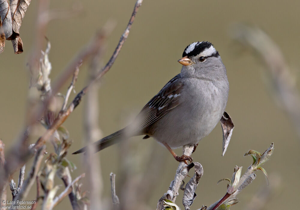 White-crowned Sparrow