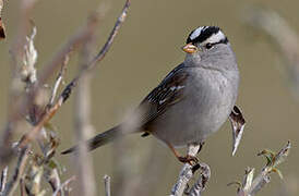 White-crowned Sparrow