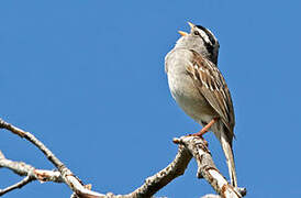 White-crowned Sparrow