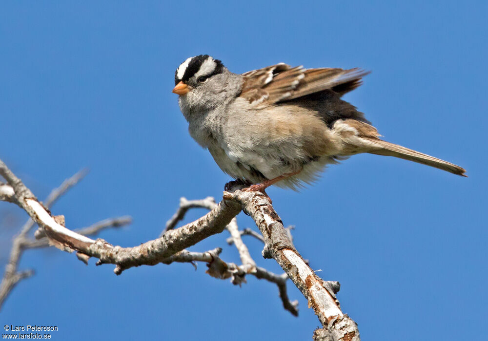 White-crowned Sparrow