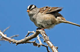 White-crowned Sparrow