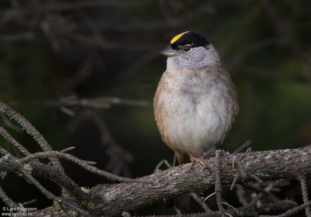 Bruant à couronne dorée