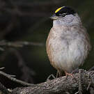 Bruant à couronne dorée