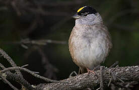 Bruant à couronne dorée