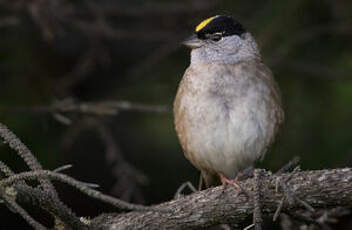 Bruant à couronne dorée