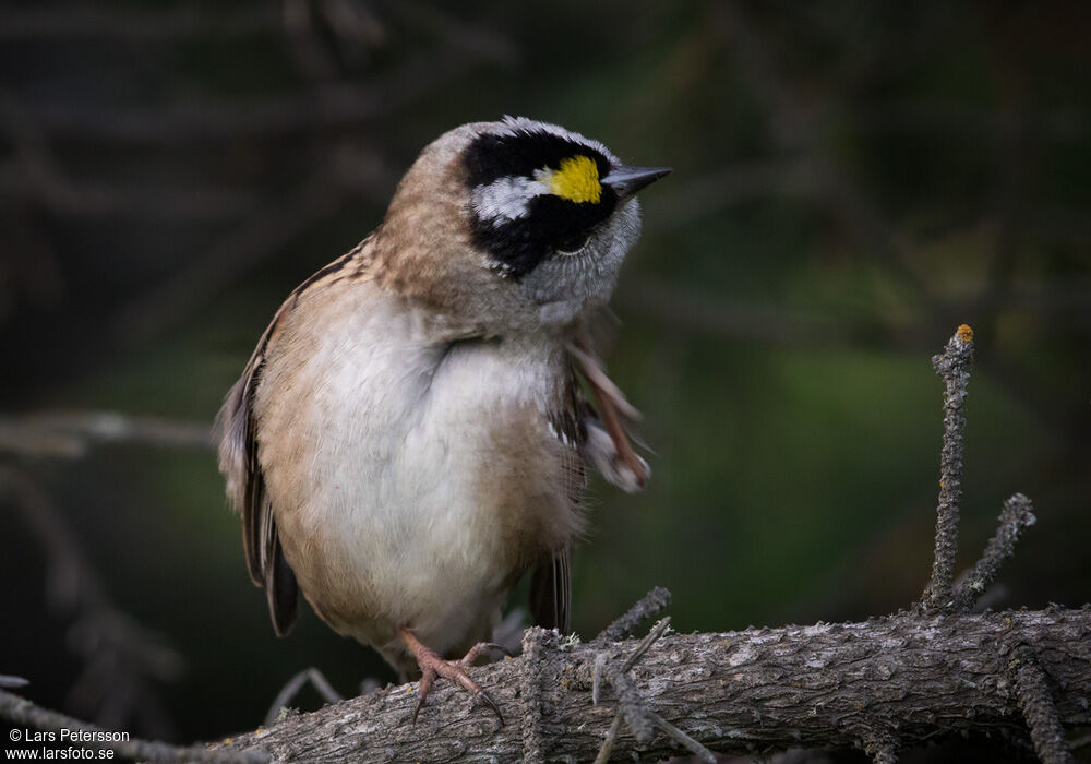 Golden-crowned Sparrow