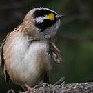 Bruant à couronne dorée
