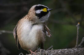 Golden-crowned Sparrow