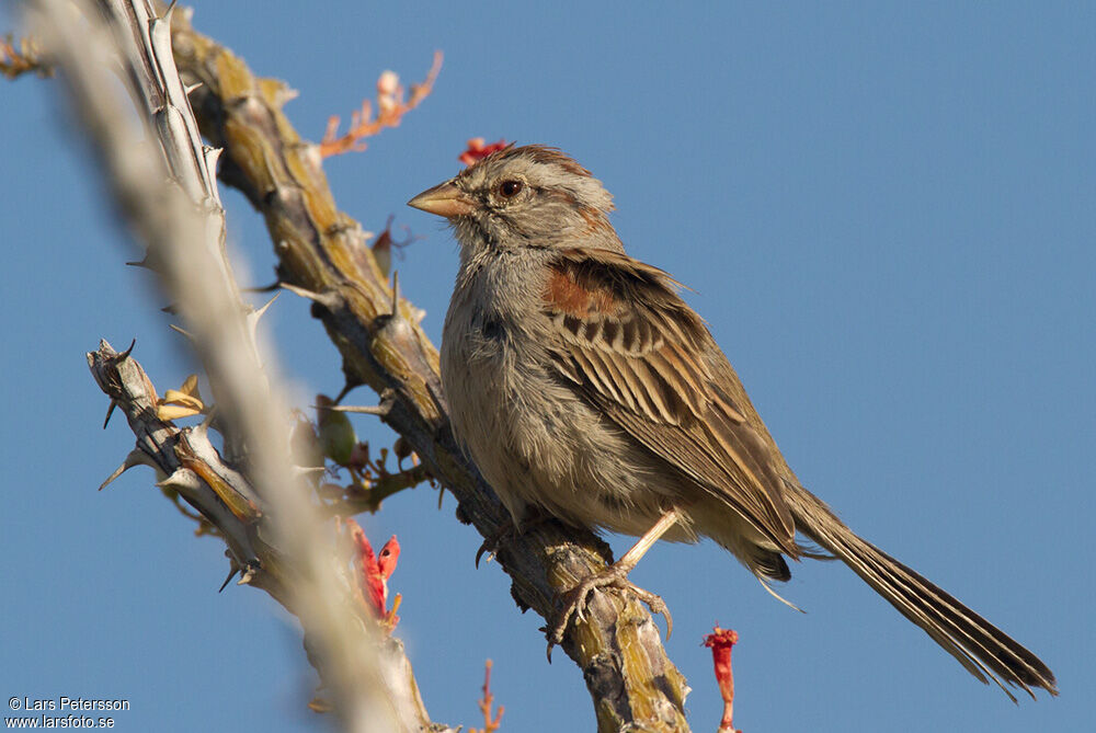 Rufous-winged Sparrow