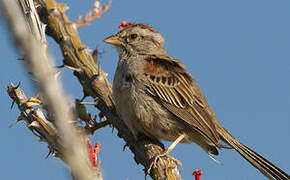 Rufous-winged Sparrow