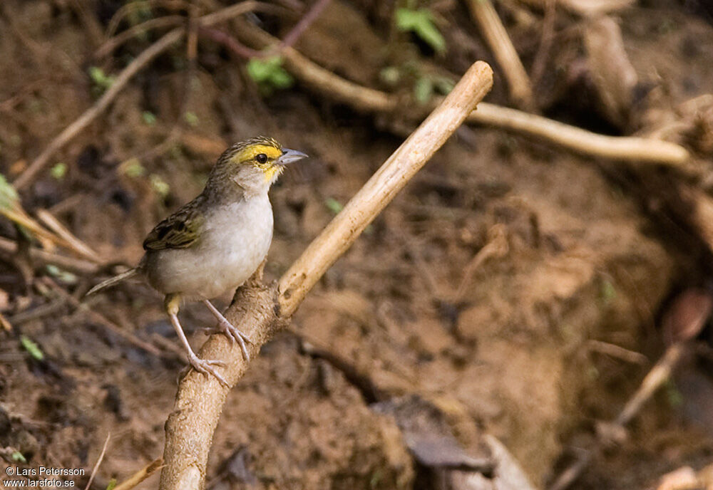 Bruant à front d'or