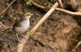 Yellow-browed Sparrow