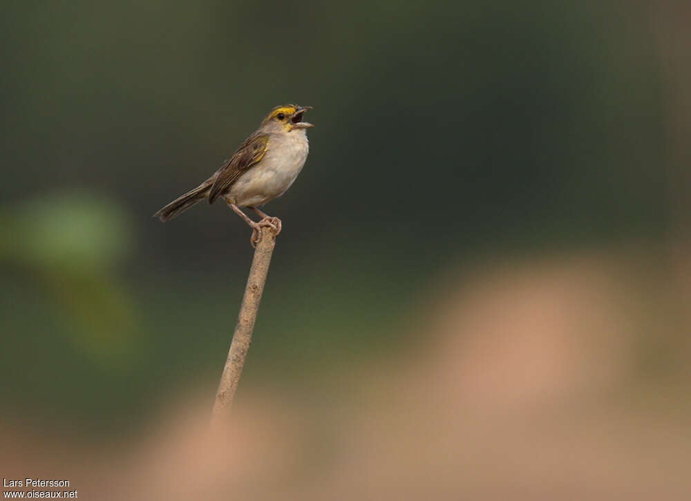 Bruant à front d'oradulte, chant