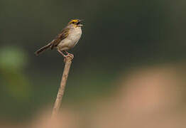 Yellow-browed Sparrow