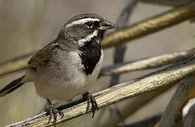 Black-throated Sparrow