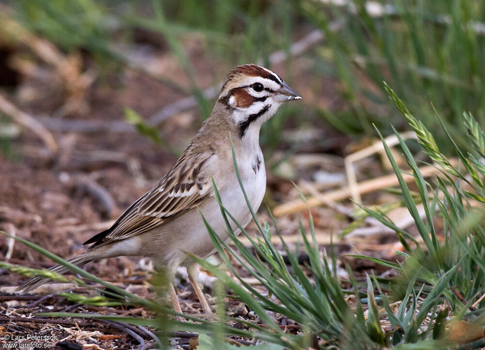 Bruant à joues marron