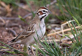 Lark Sparrow