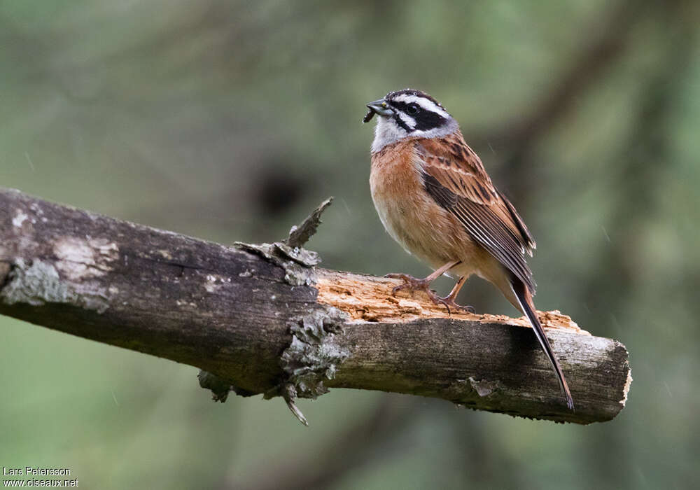 Meadow Bunting male adult, feeding habits