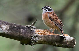 Meadow Bunting