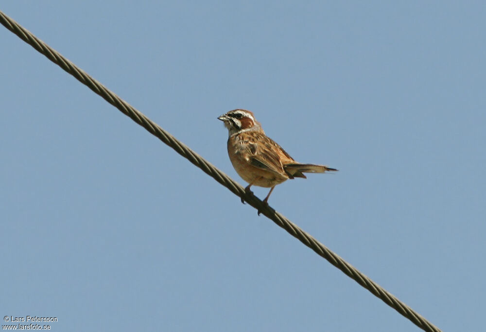 Meadow Bunting