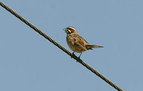 Meadow Bunting