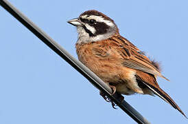 Meadow Bunting