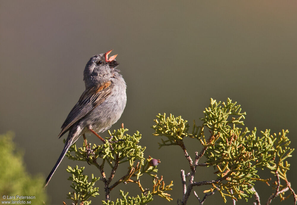 Black-chinned Sparrow