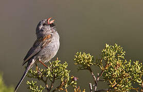 Black-chinned Sparrow